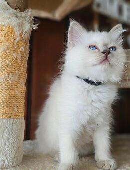 Heilige Birma Kitten - Steinheim (Albuch)