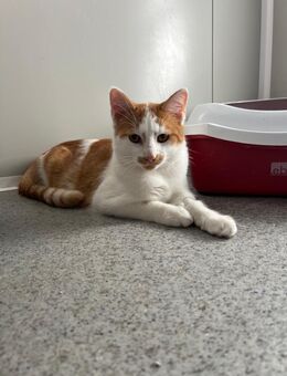 Jungkater Conor sucht DICH! - Walluf