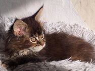 Maine Coon Kitten /Katze mit Papieren - Wathlingen