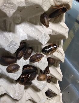 Argentische Waldschaben - Gifhorn