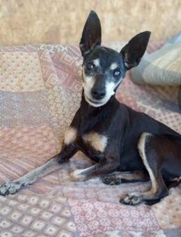 RANDY💜💜💜 PATENSCHAFT gesucht - Herxheim (Landau)