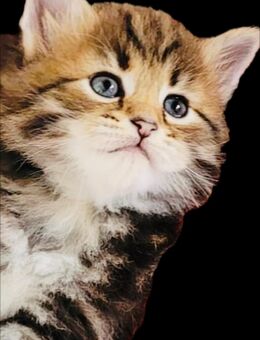 Sibirische Neva-Masquarade Kitten - Altdorf (Bayern)