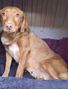 Siwa - sanft & freundlich - Koblenz