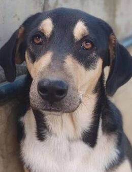 Cosmo - ein toller, aktiver Familienhund - Krefeld