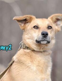 Timmy2 verspielt und fröhlich 03/2023 - Ruppertsecken