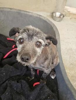 Ruhiger Menino - Eichenzell