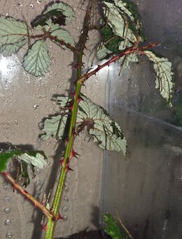 Stabheuschrecken Baby - Ilsenburg (Harz) Darlingerode