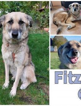 FITZY * liebenswerteSie Hilfe&Sicherheit - Duisburg