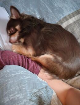 Chihuahua Rüde - Bodelshausen