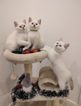 Bkh silver shaded - Wietmarschen