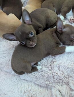 Monti unser Schoko chihuahua darf besucht werden - Dinslaken