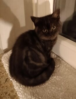 Britisch Kurzhaar Kätzchen - Flensburg