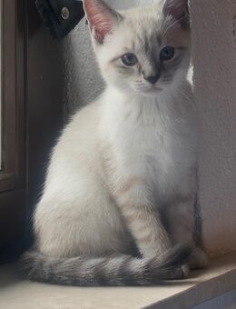 Süßes männliches BKH Kitten - Köln