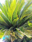 Samen Palmfarn Cycas Revoluta -Sagopalme- in 40547