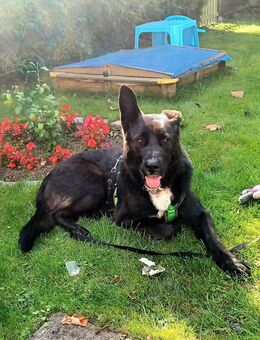Labrador-Schäferhund mix - Alt Duvenstedt