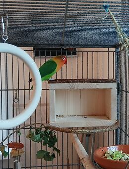 Agapornieden/ Unzertrennliche/ Lovebird/ Pfirsichköpfchen Henne zu verkaufen - Albstadt