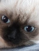 Siam kitten in 74736