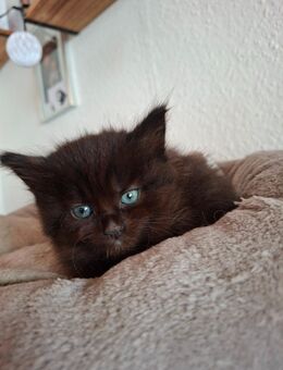 Maine coon mix - Untergruppenbach