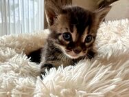 Bengal/BKH Kitten Katze - Rastatt