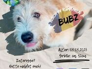 BUBZ - Erziehungsberechtige gesucht ;-) - Waakirchen