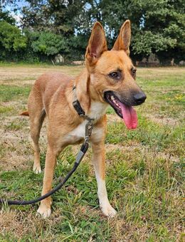 aufgeschlossener Jorge wartet noch immer - Berlin