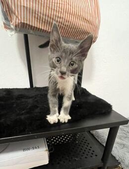 Grey aus dem Tierschutz - Grevenbroich