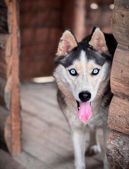 Nemesis - aktive Huskydame - Hardthausen (Kocher)