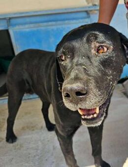 Nerone, im städtischen Canile - Bad Vilbel