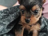 Yorkshire Terrier Rüde 9 Wochen, Abgabe mit 12 Wochen, Raum OS, 1000€ - Quakenbrück