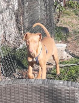 Pharaonenhund Furkan - Essen