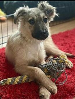 Maggie - wartet in 15848 Beeskow - Oberwies