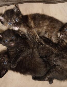 Katzenbabies Mixkitten Babykatzen - Rostock Lütten Klein