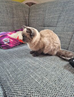 BKH- Britisch kurzhaar Katze kitte - Römhild