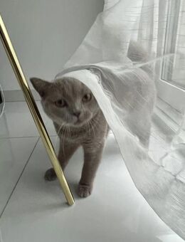 Britisch Kurzhaar Katze „Cookie“ (Lilac) – Ein liebevolles Zuhause auf Lebenszeit gesucht Bkh kitten jung - Köln