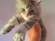 Wunderschönes Maine Coon Mädchen sucht Traumplatz - Kemnath