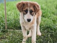 Liebevolles zu Hause für Jackson gesucht - München