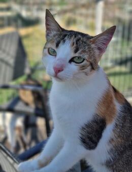 Betty sucht ein schönes Zuhause - Blankenheim (Nordrhein-Westfalen)