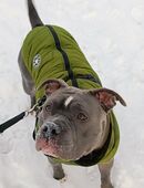 American Bullyhündin Athena in liebevolle Hände abzugeben in 40882