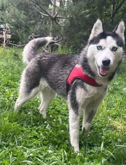 🌬️ Aktive Husky-Hündin Ube sucht dich - Eislingen (Fils)