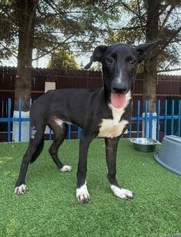 🐶Sanfter Junghund Porthos💛 - Eislingen (Fils)