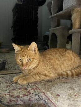 Mikesch - charmanter Kuschelkater - Idstein