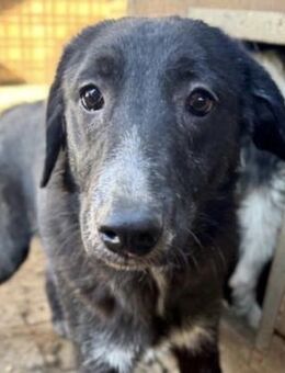 VERO ~schwarzer mit weißen Pfotenspitzen - Duisburg