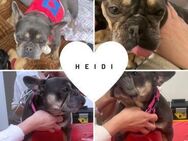 HEIDI PP Hübsche Lady möchte IHR Zuhause - Neustadt (Rübenberge)