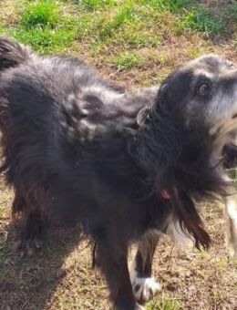 GUGO - Senior mit Elan - Overath