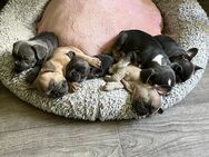 Unsere kleinen Französischen Bulldoggen suchen ein liebevolles Zuhause! 🐾 - Berlin Mitte