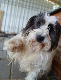 🆘 Senior Bangs sucht Liebe 🐾 - Eislingen (Fils)