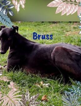 Bruss unkomplizierter Galgo 1/23 DE PS - Ruppertsecken
