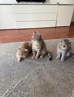 3 süße Katzenbabys abzugeben – 4 Monate alt (2x männlich, 1x weiblich) 🐾 - Kirchheimbolanden Zentrum