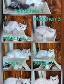 Reinrassige Perser Kitten mit Nase in 56766