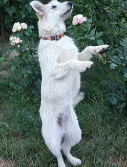 Milka sucht ein liebevolles Zuhause - Finning